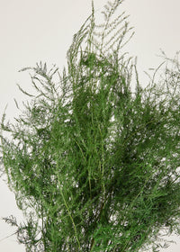Preserved Asparagus Plumosus Fern