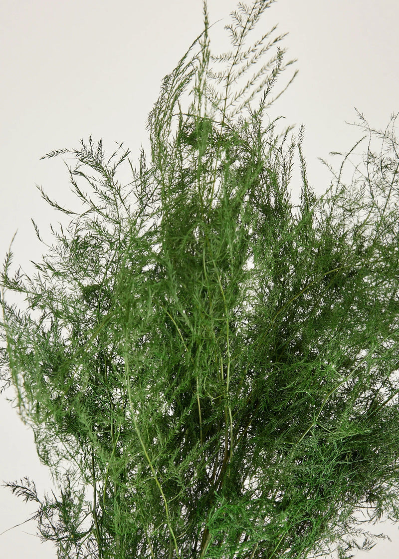 Preserved Asparagus Plumosus Fern