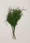 Preserved Asparagus Plumosus Fern