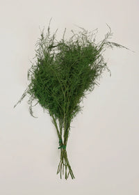 Preserved Asparagus Plumosus Fern