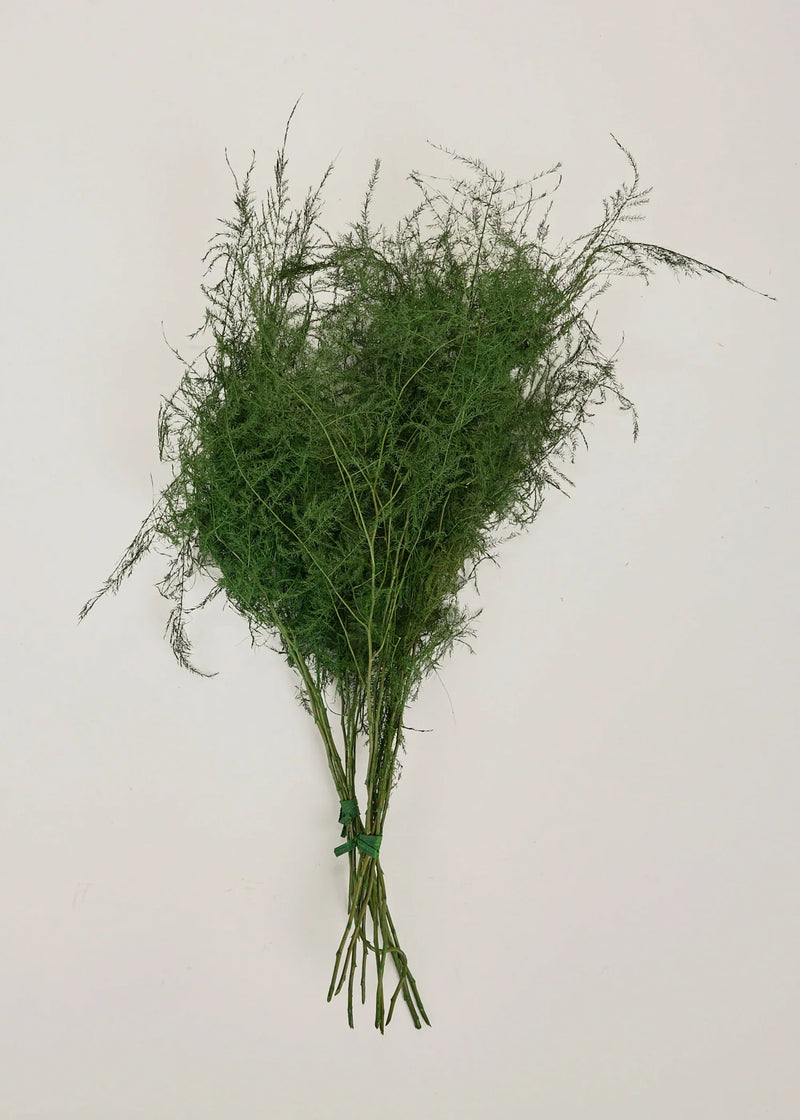 Preserved Asparagus Plumosus Fern